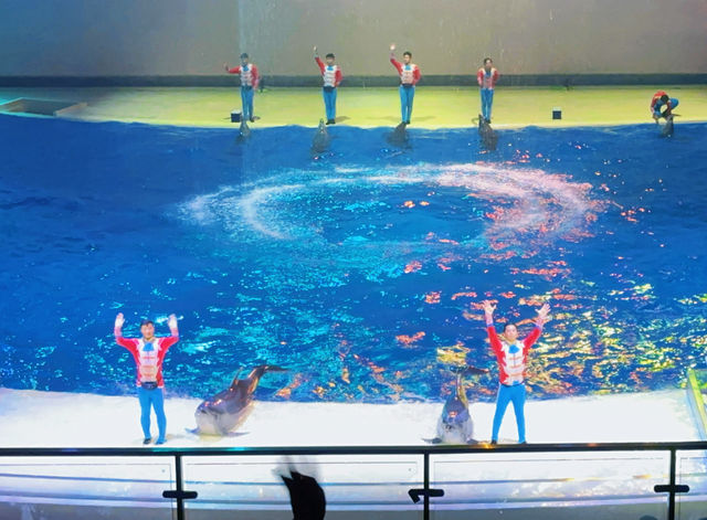 上海海昌海洋公園的海豚表演值得N刷! 上海海昌海洋公園的海豚表演值得N刷!