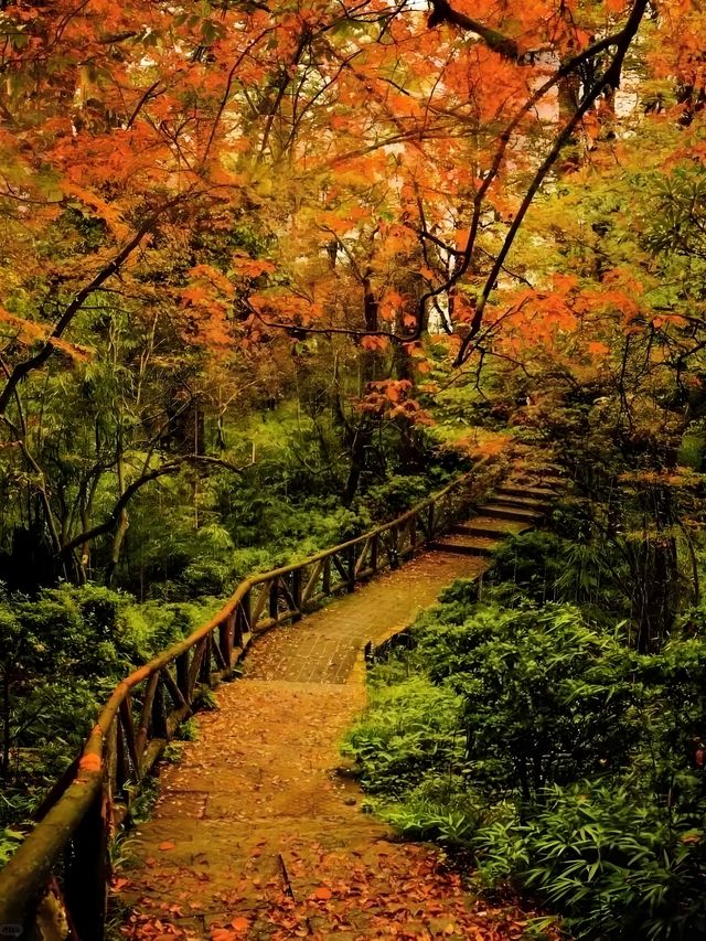 不用塞川西！成都3h直達的油畫彩林秘境