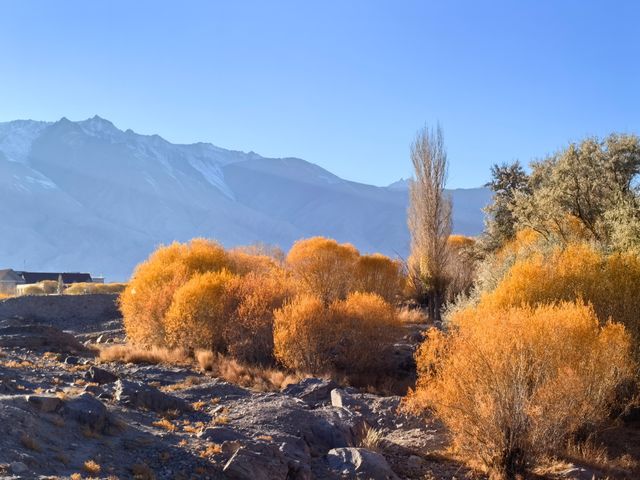 2025南疆庫車_喀什十天胡楊遊 2025南疆庫車_喀什十天胡楊遊