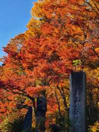 關東絕景!高尾山紅葉狩全攻略錯過再等一年