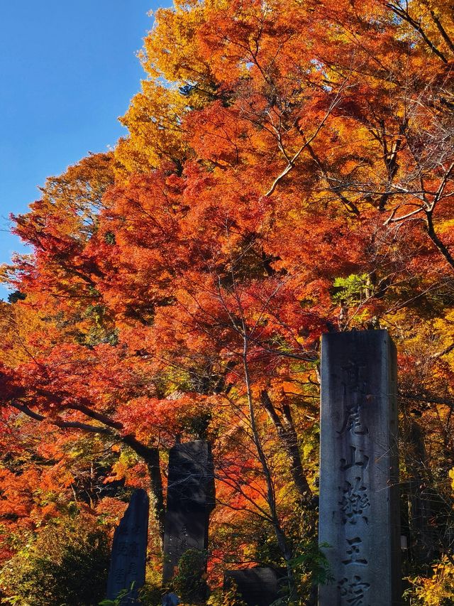 關東絕景!高尾山紅葉狩全攻略錯過再等一年 關東絕景!高尾山紅葉狩全攻略錯過再等一年