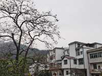 令人驚艷的賞秋之地——中國甜柿第一村