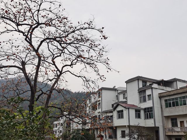 令人驚艷的賞秋之地——中國甜柿第一村 令人驚艷的賞秋之地——中國甜柿第一村