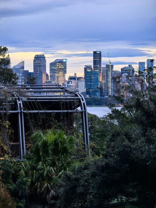 住進動物園的夜！Taronga最美棲息之旅