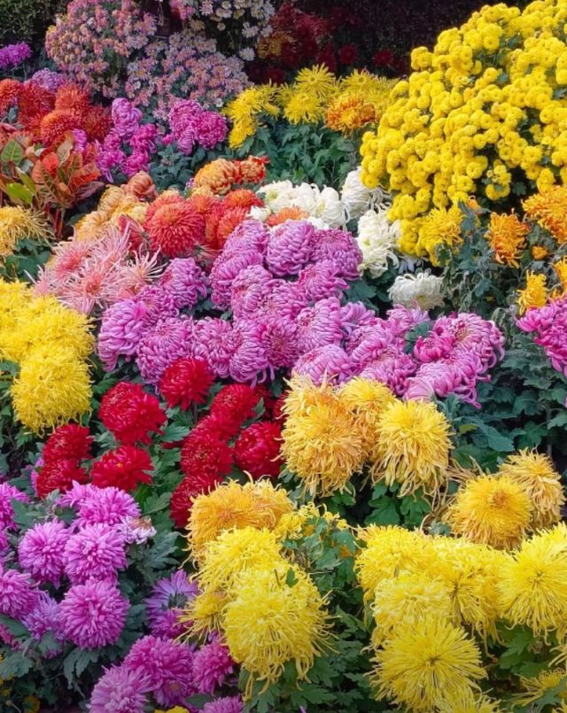 濟南趵突泉賞菊記｜三股清流滿園秋色太治癒了！