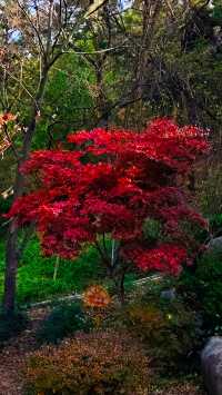 秋日青島楓葉秘境