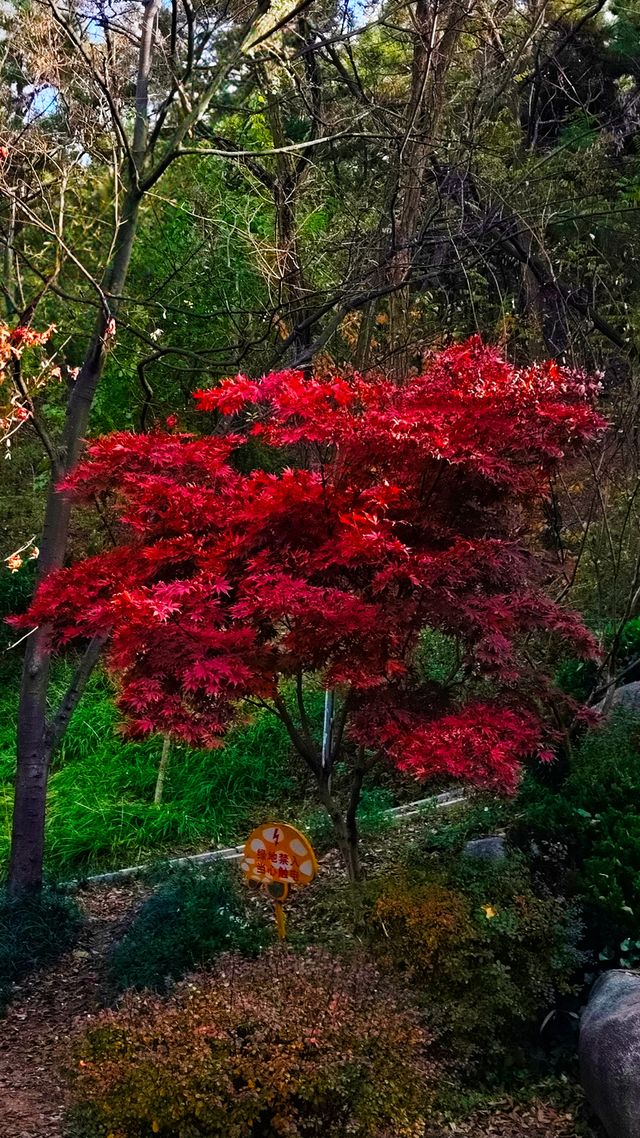 秋日青島楓葉秘境 秋日青島楓葉秘境