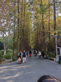 魔都植物園必看攻略櫻花季省時省力玩法