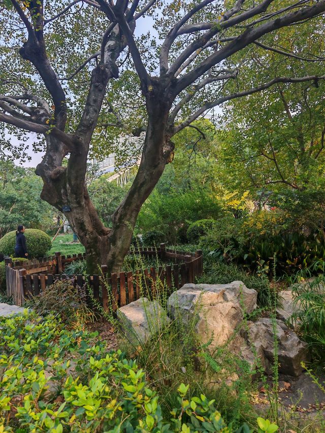 魔都植物園必看攻略櫻花季省時省力玩法