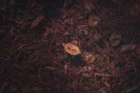 紅楓林裡看泉州