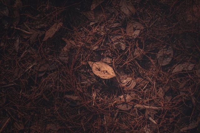 紅楓林裡看泉州