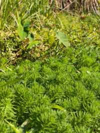 普洱避世秘境闖入宮崎駿的綠野仙蹤