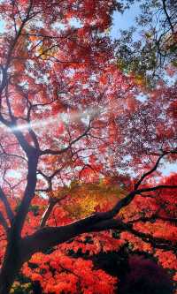 嶽麓山懶人一日遊攻略（超詳細版）