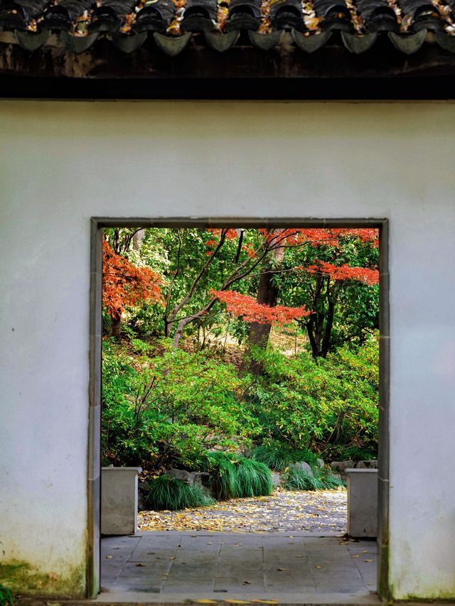 隱秘在魔都的秋日秘境！古漪園賞秋yyds