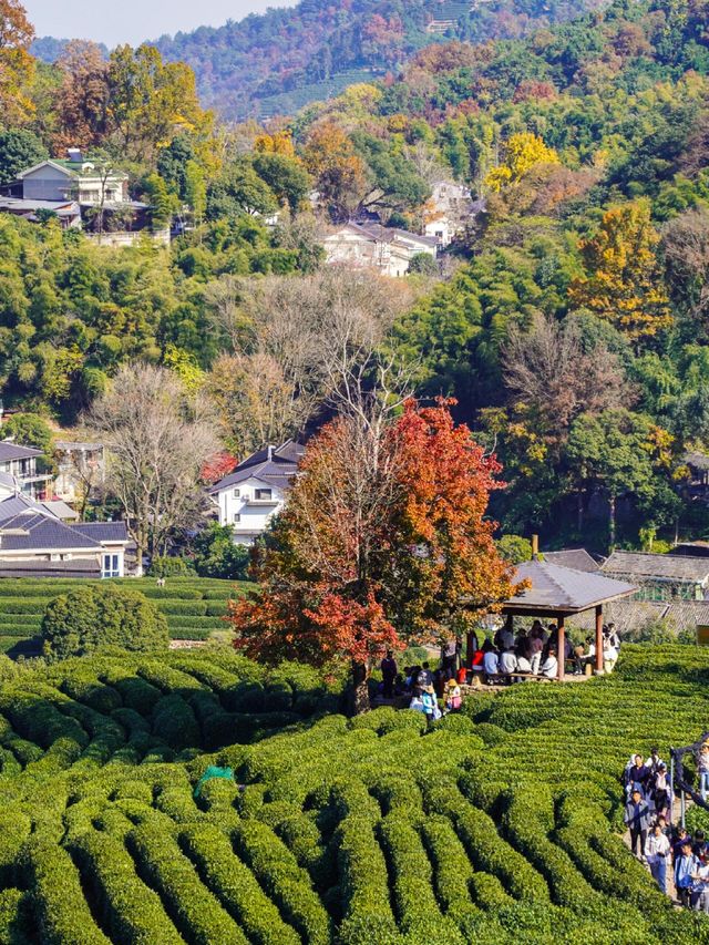 12.1實拍九溪現實版莫奈的秋日花園