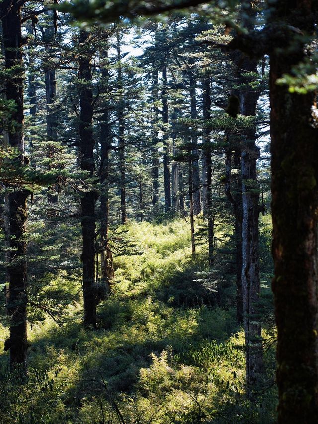 亞洲最大桌山瓦屋山雲海全攻略沒下雪也絕美 亞洲最大桌山瓦屋山雲海全攻略沒下雪也絕美