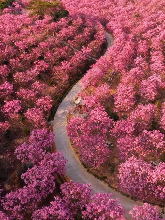 闖入油畫世界廣東這片紫粉花海美到窒息