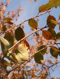 滬上初冬的鎏金秘境｜藏在靜安的小眾銀杏海絕了！