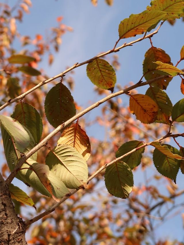 滬上初冬的鎏金秘境｜藏在靜安的小眾銀杏海絕了！