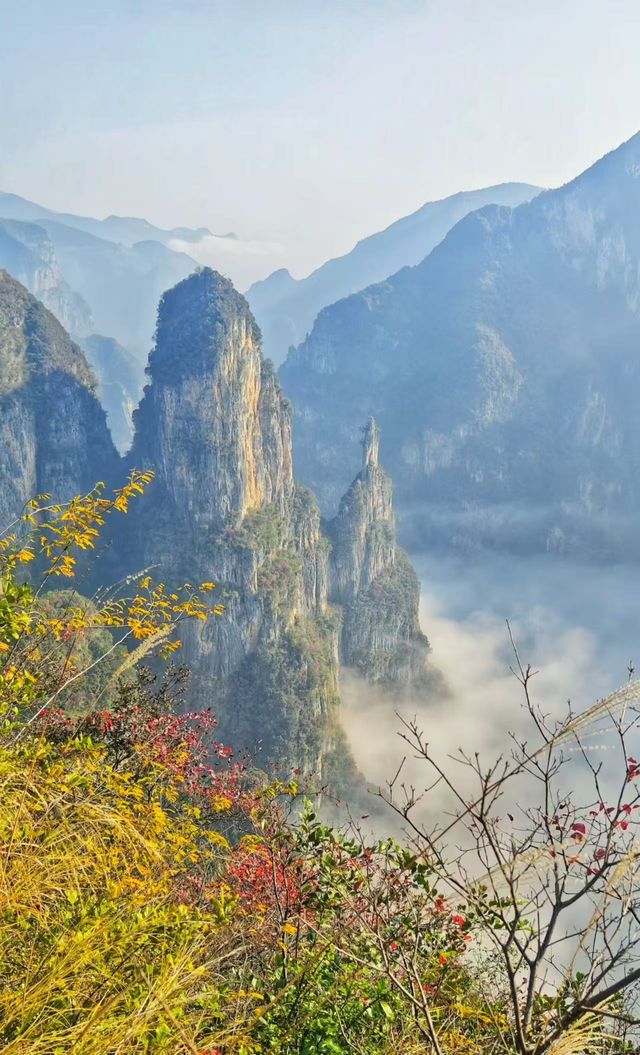 三峽紅葉與雲海,太美啦! 三峽紅葉與雲海,太美啦!