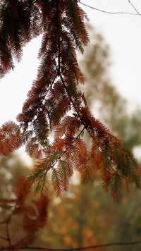 浐灞濕地的藍與紅美到窒息