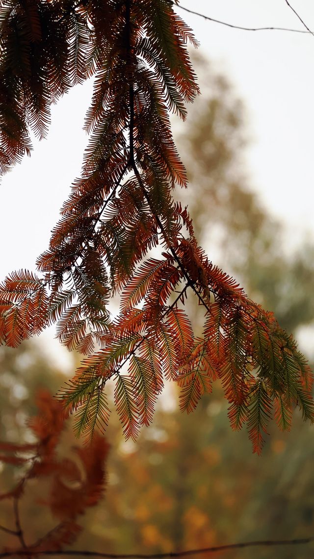 浐灞濕地的藍與紅美到窒息