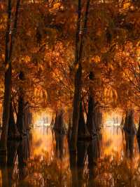 太仙了！夢幻森林，邂逅青西郊野公園的水上童話