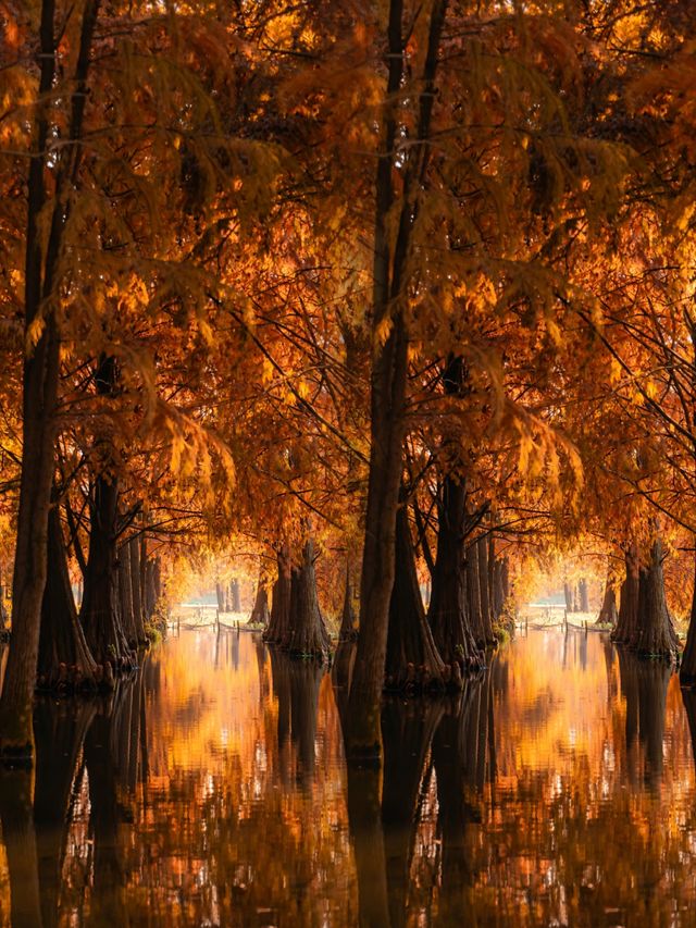 太仙了！夢幻森林，邂逅青西郊野公園的水上童話