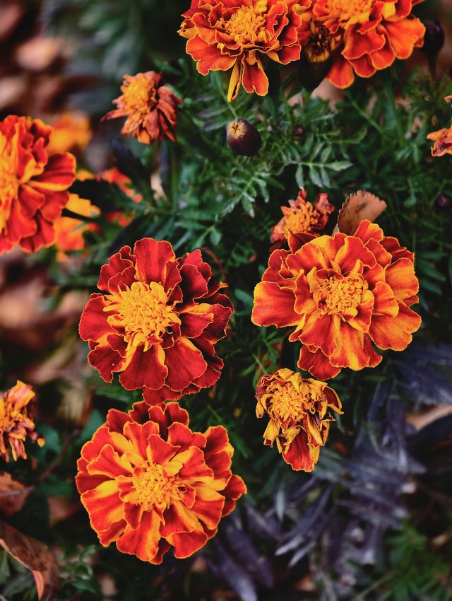 金秋寺廟C位出道保定這個小眾古寺的銀杏美哭了