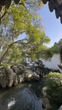 為了一棵樹來了瞻園|全屏感受金陵第一園