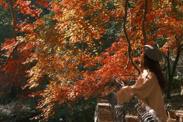 總要去莫干山看一次楓葉吧! 總要去莫干山看一次楓葉吧!