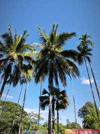 中國科學院西雙版納熱帶植物園真的太寶藏了，必須安利給大家