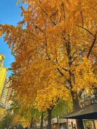 金色暴擊!上海黃金城道銀杏濃度已滿格!