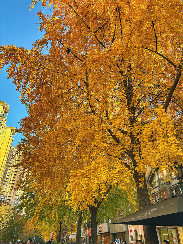 金色暴擊!上海黃金城道銀杏濃度已滿格! 金色暴擊!上海黃金城道銀杏濃度已滿格!