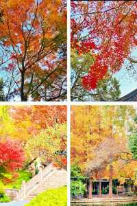 上海魔都秋日封神0元拍出國風大片