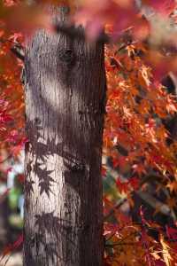 別衝日本了!上海金山這片日本了!