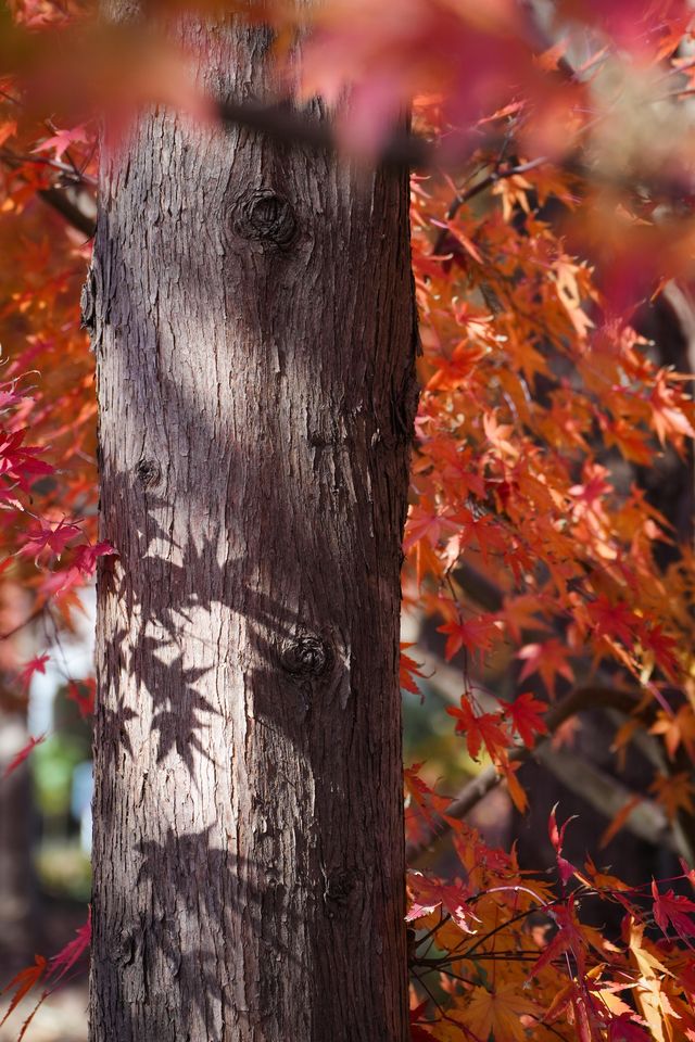 別衝日本了!上海金山這片日本了! 別衝日本了!上海金山這片日本了!