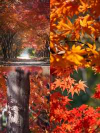 別衝日本了!上海金山這片日本了!