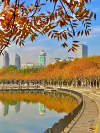 11.30號實拍 | 世紀公園梧桐大道拍照攻略