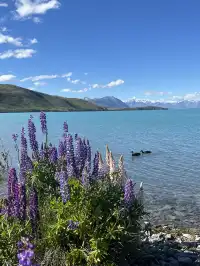 新西蘭 Tekapo