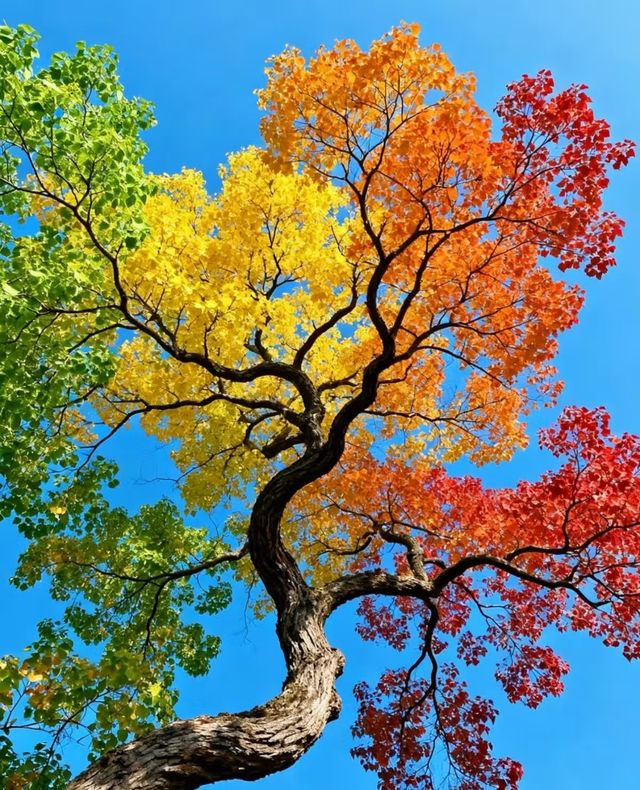 昆明的秋天 昆明的秋天