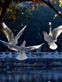 冬日限定！昆明翠湖與紅嘴鷗的浪漫邂逅