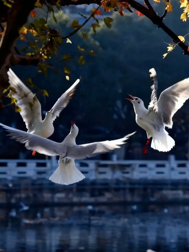 冬日限定！昆明翠湖與紅嘴鷗的浪漫邂逅