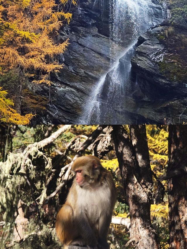 10.28實拍live~稻城亞丁秋色爆表!美到窒息 10.28實拍live~稻城亞丁秋色爆表!美到窒息