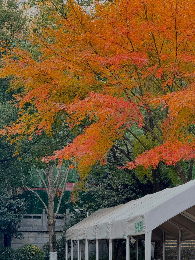 清涼山公園才是金陵賞秋天花板! 清涼山公園才是金陵賞秋天花板!