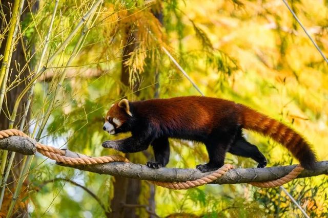 上海動物城初冬盛會 上海動物城初冬盛會