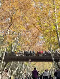鐘山風景區精華指南含無人版梧桐大道