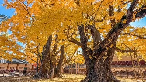 서울에서 가장 아름다운 은행나무는 역시 무료입니다 — traveler post in 수원