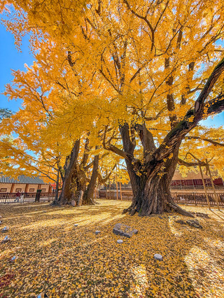 In Seoul, the most beautiful ginkgo trees are indeed free to enjoy