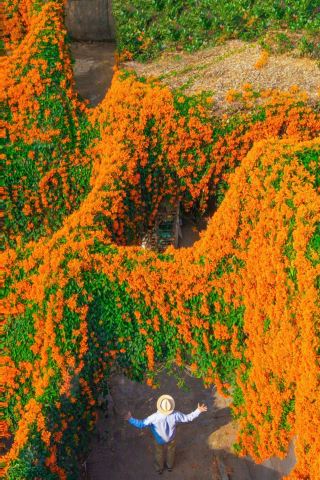 광저우에서 가장 화려한 능소화 폭포가 정말 아름다워요!